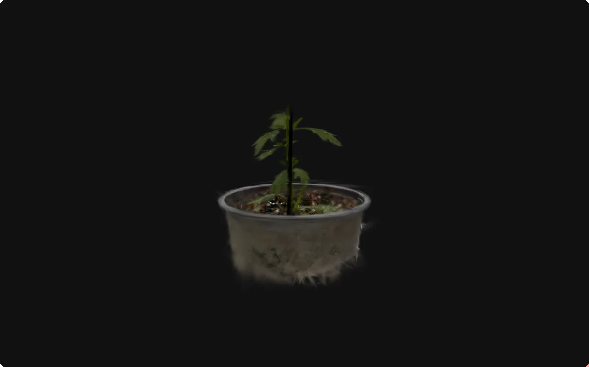 Stilstaand beeld van de 3D-scan van een jonge chrysant in een pot